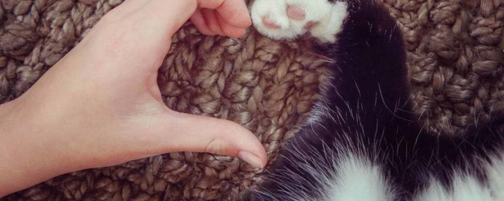 Hand of a person and cat paw forming the shape of a heart