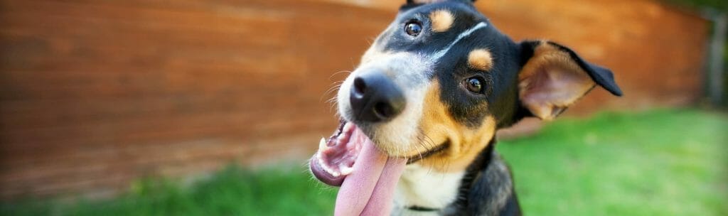 Happy dog sticking its tongue out