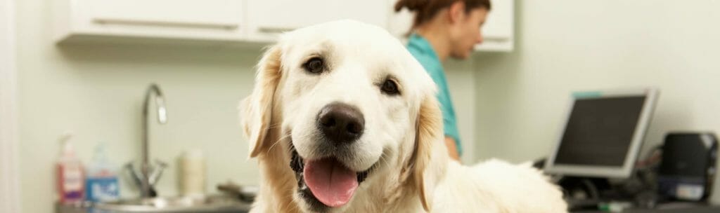 Happy dog in a vet examination room