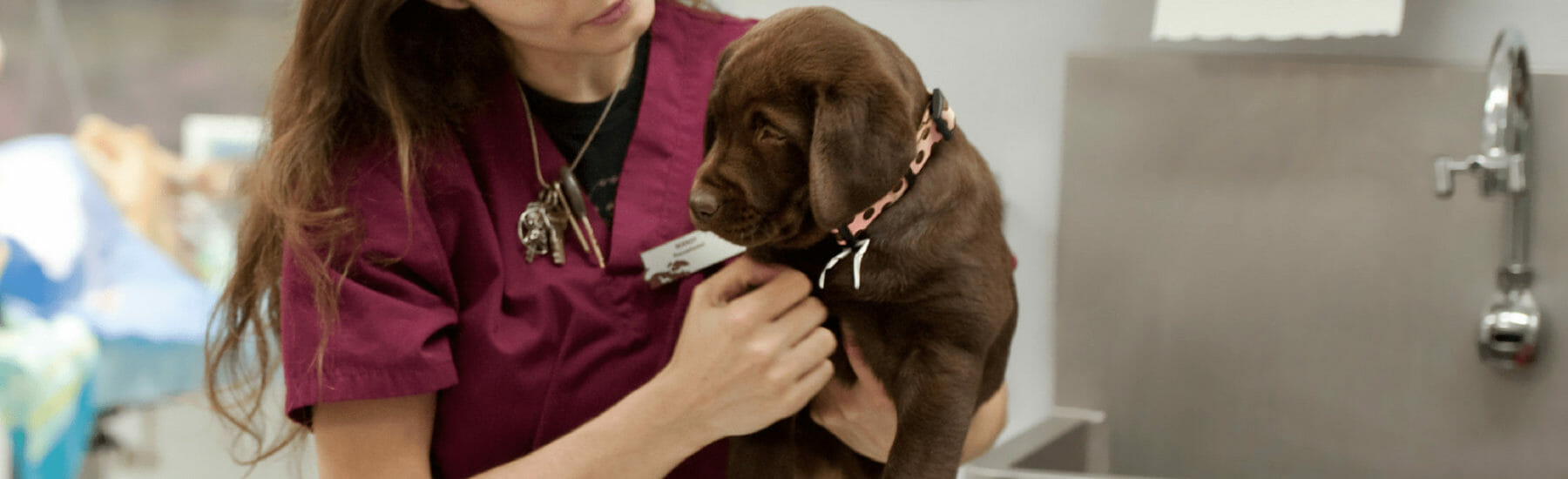 Veterinarian carrying a brown puppy