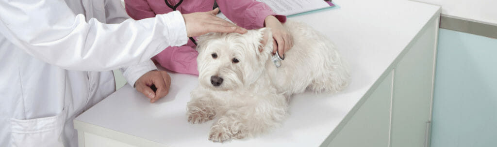A dog being examined with a stethoscope