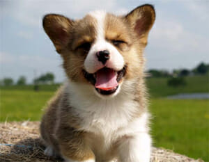 Happy puppy with mouth open