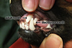 Teeth of a dog with arrows pointing at an adult and deciduous tooth