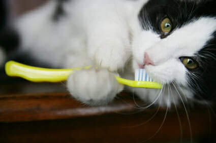 A cat holding a toothbrush by its mouth
