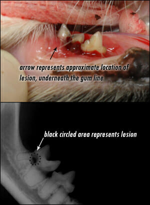 Cat teeth with arrow pointing at approximate location of lesion and an x-ray image of the lesion