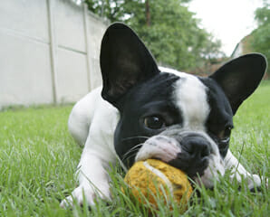 A dog lying on grass and chewing on a ball