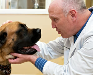 Veterinarian looking at a dog face to face