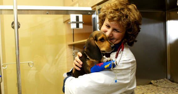 Veterinary staff member holding an injured puppy