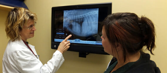 Veterinarian pointing at an x-ray image on a monitor