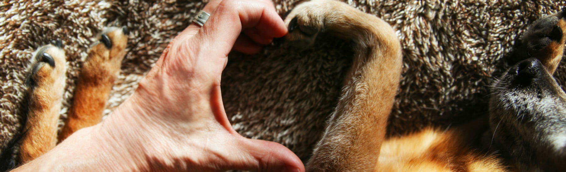 Hand of a person and dog paw forming the shape of a heart