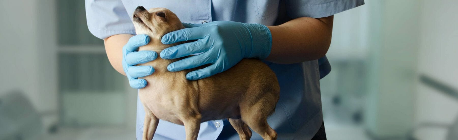 Veterinarian wearing gloves and holding the neck of a dog