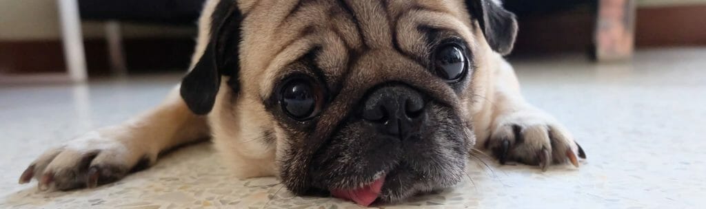Pug lying down and sticking its tongue out