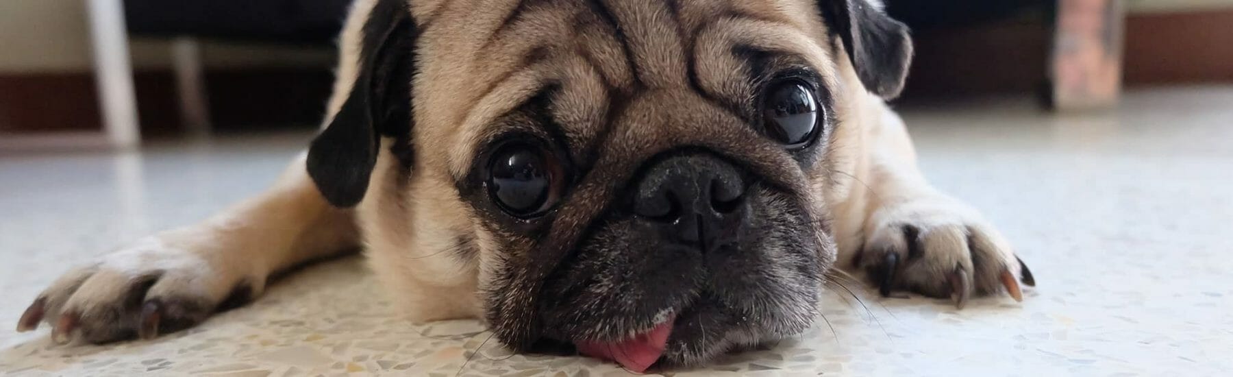Pug lying down and sticking its tongue out