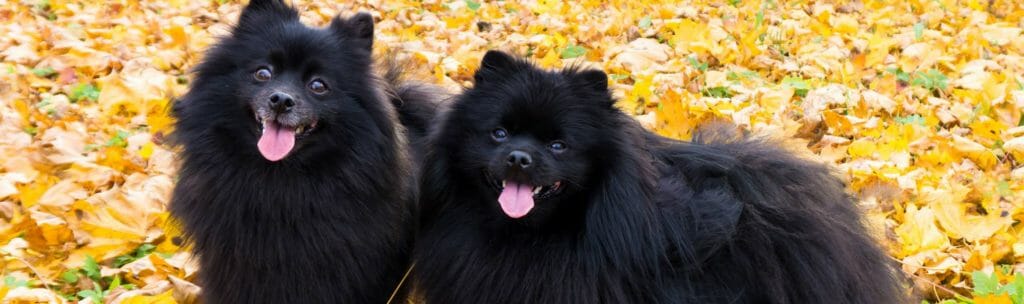 Two black dogs standing on leaves