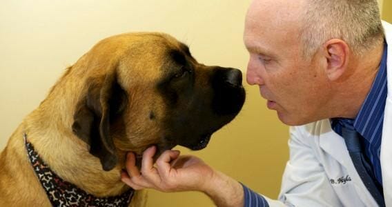 A veterinarian looking at a dog face to face