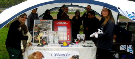 Westbridge Veterinary Hospital staff volunteering at a local park and standing by a booth