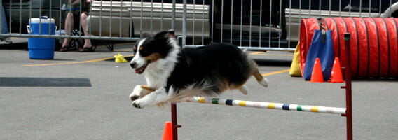 A dog jumping over a hurdle