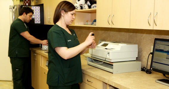 Westbridge veterinary staff members doing a lab testing