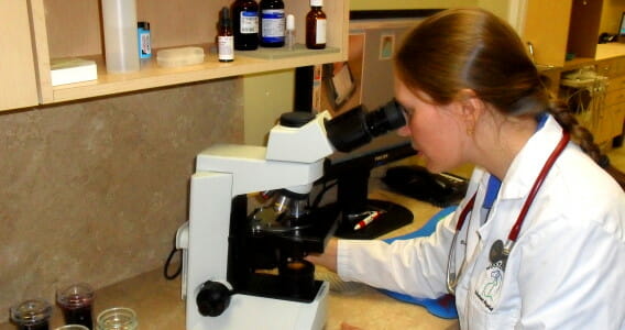 Veterinarian looking into a microscope