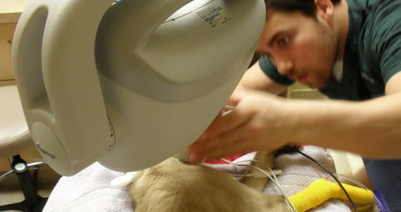 Veterinary staff member performing an x-ray on a pet