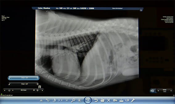 Screenshot of an x-ray image