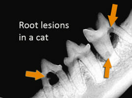 X-ray image with arrows pointing at root lesions in a cat