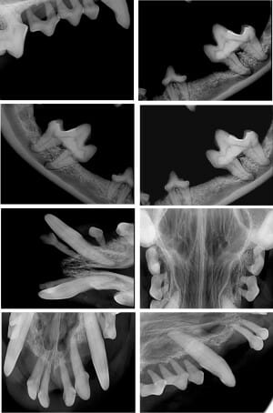 Collage of digital x-ray images from a dog’s mouth