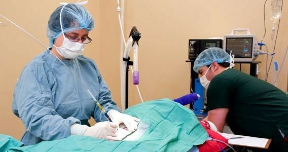 Two veterinary staff members performing a surgery