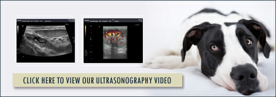 Click here to view our ultrasonography video banner