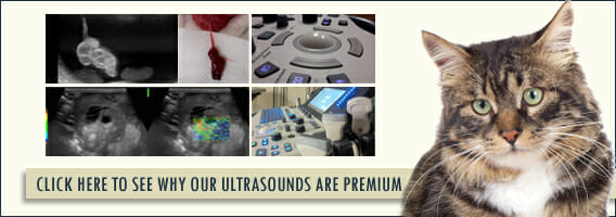 Click here to see why our ultrasounds are premium banner
