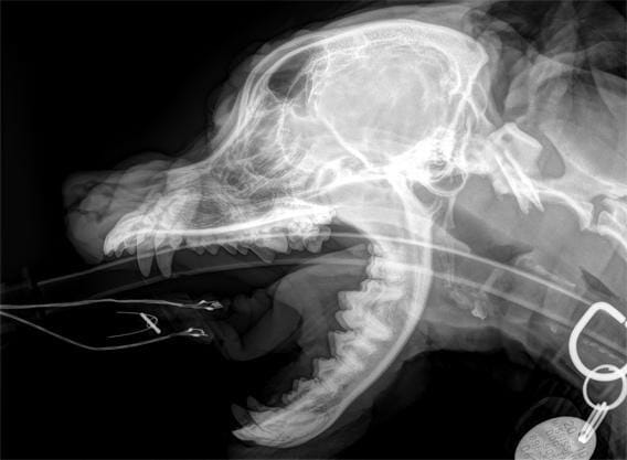 Zoomed in x-ray image of a canine skull